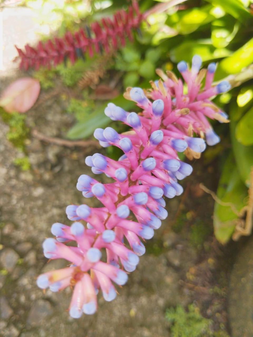 Rose Dale Homestay เอลลา ภายนอก รูปภาพ